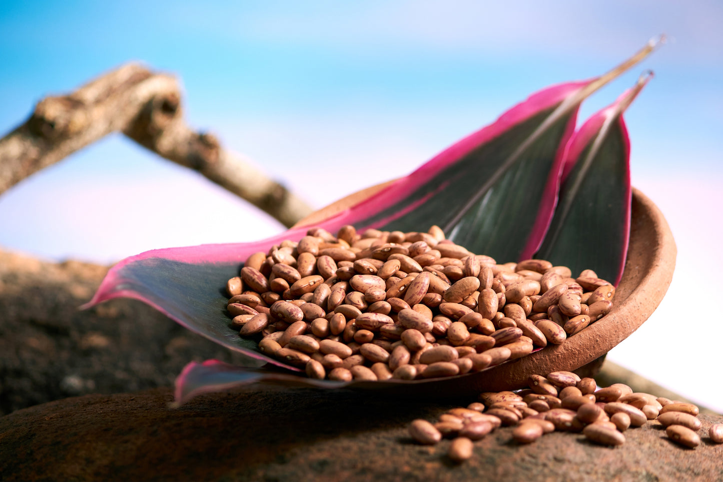 White Rajma